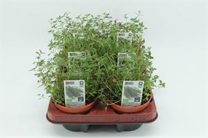 Bild von Thijm (p12) Bio